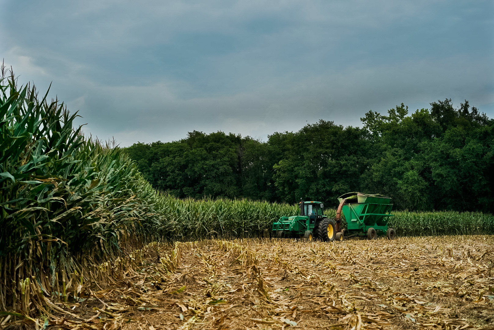 harvesting corn with tractor